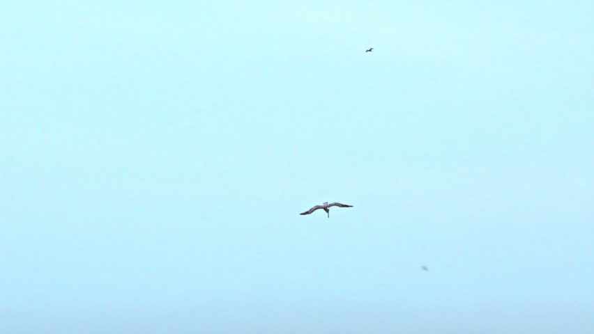 Slow motion tracking shot of a pelican diving into the ocean to hunt fish