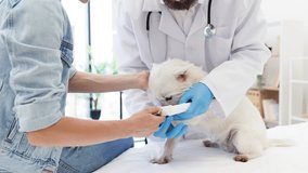 Veterinarian applying bandage to a small dog with injured leg while young woman helps. Depicts care, compassion, and pet treatment in a modern veterinary clinic - Powered by Shutterstock - Get 15% off with code: PIKWIZARD15