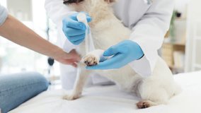 Veterinarian providing care to white dog by wrapping injured paw with medical bandage. Focused procedure demonstrating professionalism, compassion, animal care. - Powered by Shutterstock - Get 15% off with code: PIKWIZARD15