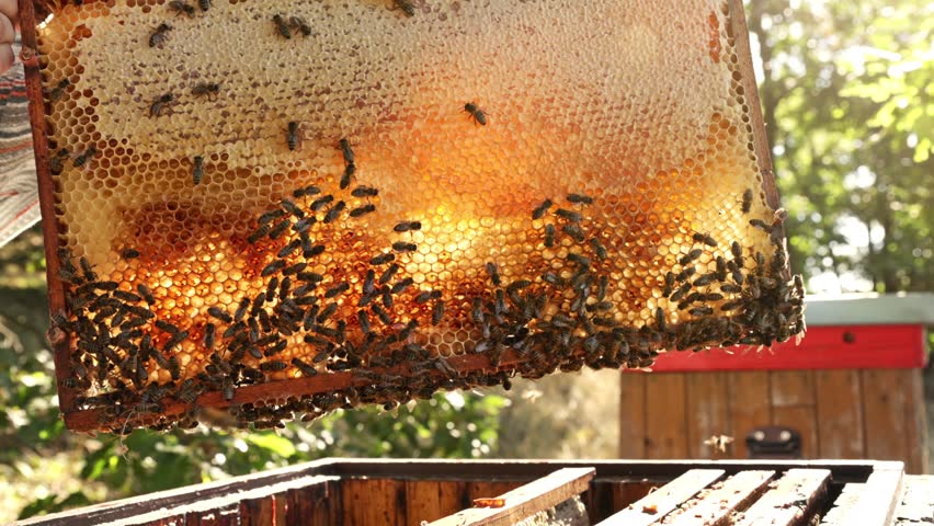 Beekeeper with Bees Walking on Honeycomb and Carrying Honey. Macro shot of Domesticated Insect, Beekeeper and Farmers Life. - Powered by Shutterstock - Get 15% off with code: PIKWIZARD15