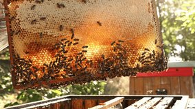 Beekeeper with Bees Walking on Honeycomb and Carrying Honey. Macro shot of Domesticated Insect, Beekeeper and Farmers Life. - Powered by Shutterstock - Get 15% off with code: PIKWIZARD15