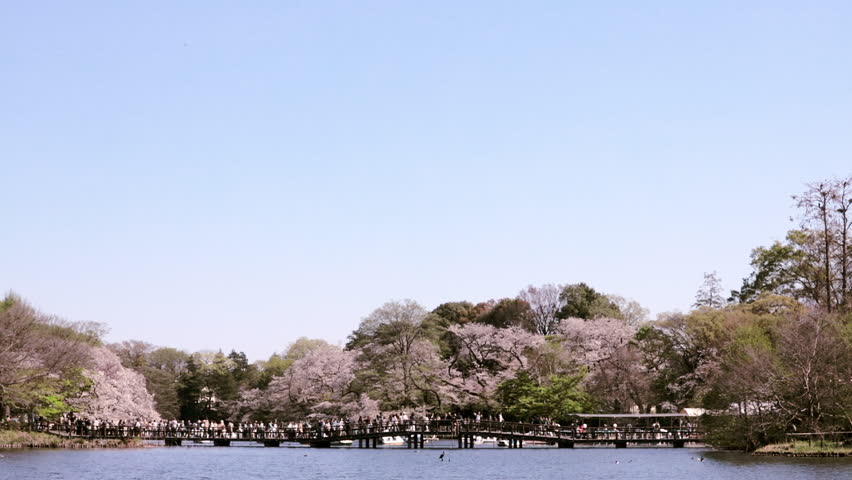 Bridge over the Lake in the City Park is Crowded with People Enjoying Sakura Cherry Blossom Viewing "Hanami"  |  Inokashira Park, Kichijoji, Tokyo, Japan - Powered by Shutterstock - Get 15% off with code: PIKWIZARD15