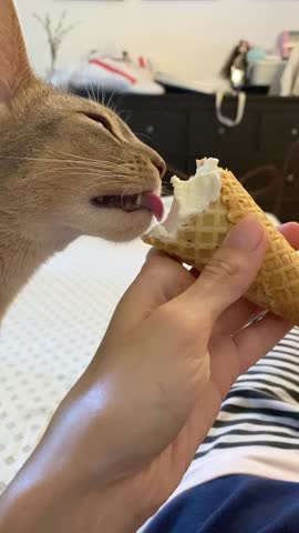Abyssinian blue cat licking ice cream in waffle cup. Unhealthy food for domestic animal. Vertical video footage. 