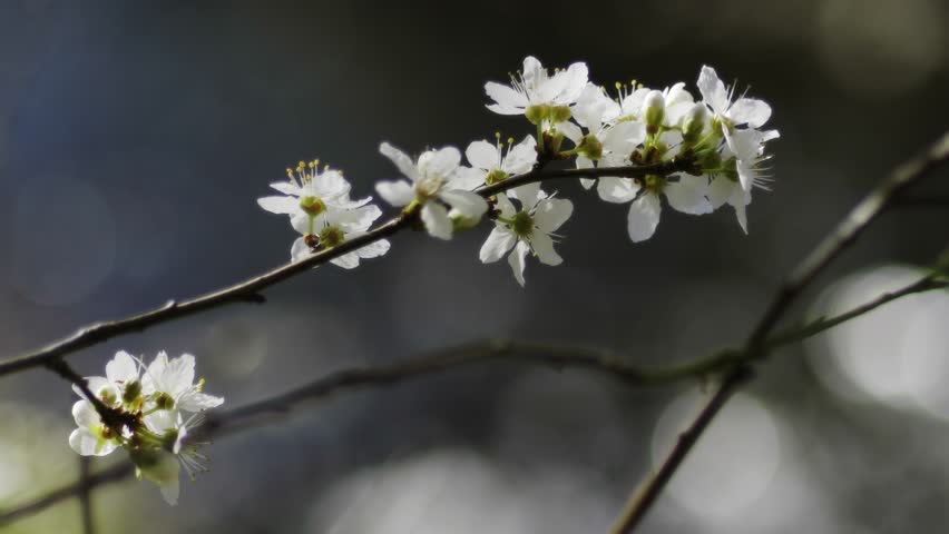 Hawthorn blossom with sparking water background.
Early spring hawthorn blossom shot in Canon Hill Park, Birmingham with the River Rea in the background.