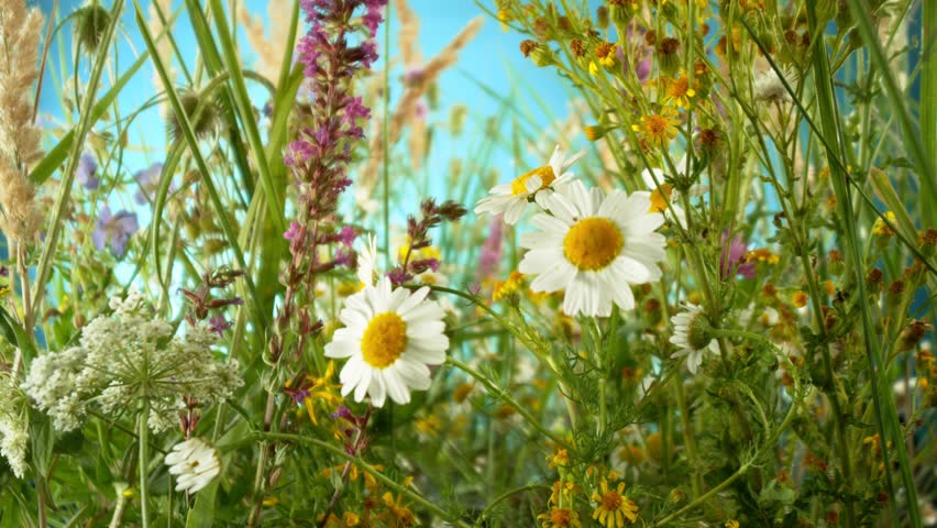 Flying inside Meadow Flowers with Blue Sky. Wide Angle Macro Lens, Camera in Motion. Filmed on High Speed Cinema Camera.