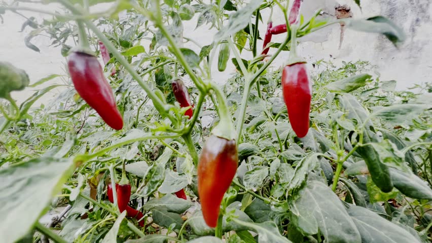 Closeup, red chili pepper growing in greenhouse. Organic fresh vegetables in water drops pots growth. Agriculture natural food. Spring growing plant. Sprouts capsicum peppers plant in garden nature