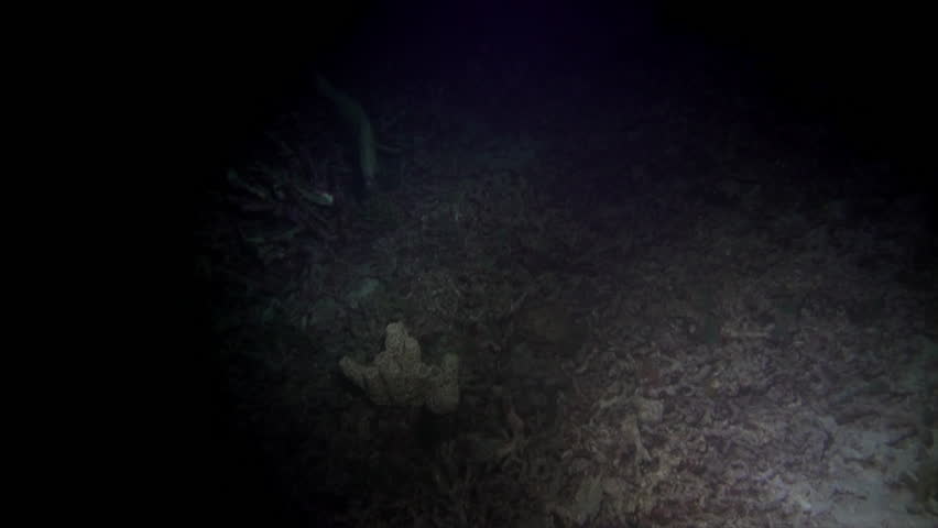Scrawled filefish seen in beam of light on night scuba dive.