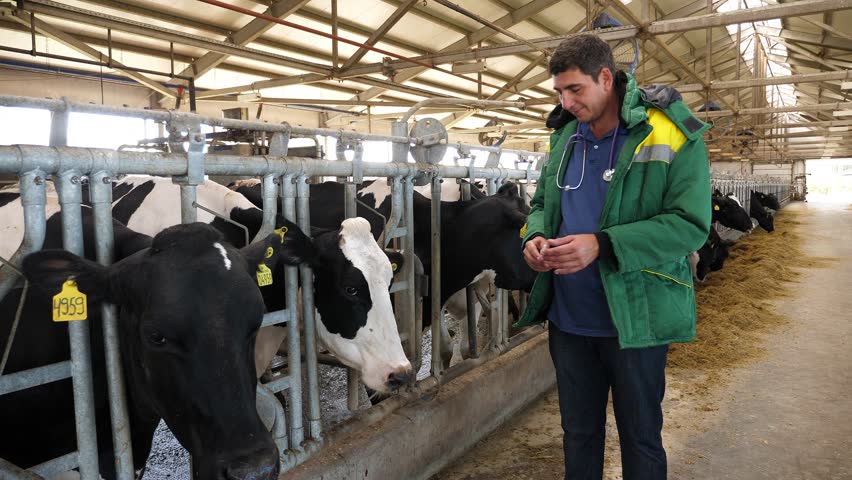 A male veterinarian in uniform examines cows in a cowshed on a large modern dairy farm. 