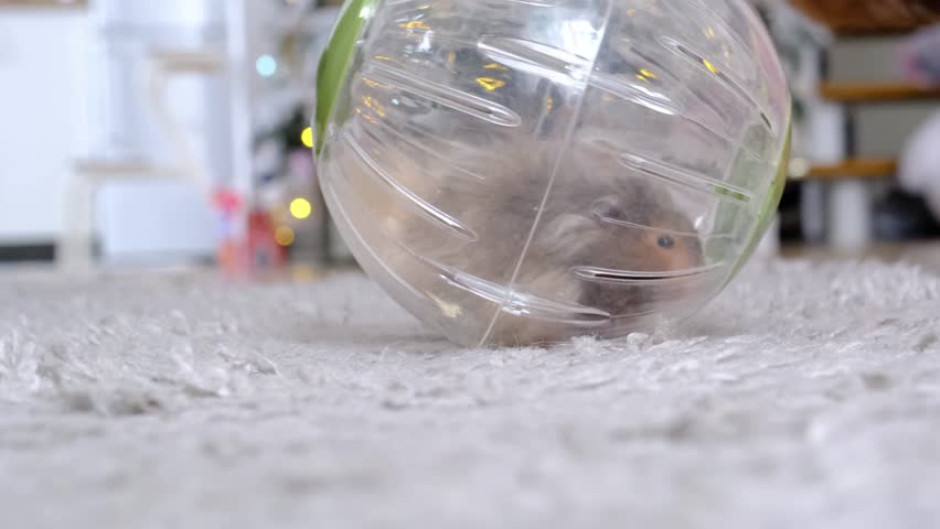 A pet hamster walks in a hamster walking ball, twirls the ball