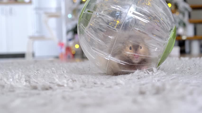 A pet hamster walks in a hamster walking ball, twirls the ball