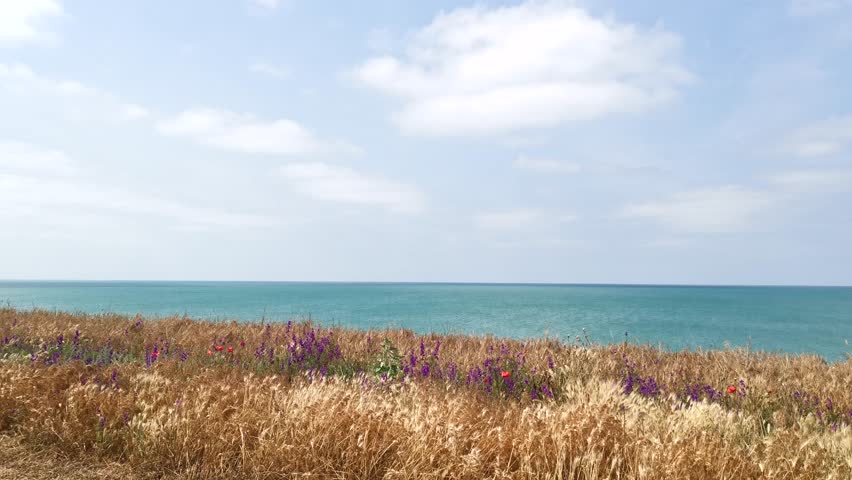 Flowers on the background of the sea. A bright, sultry summer day. A fresh sea breeze stirs the dried grass and flowers of poppies and delphiniums. blue sky with clouds. Atmospheric natural background
