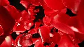Super Slow Motion of Falling Rose Petals with Water Drops on Black Background. Camera Placed on High Speed Cine bot, Rotating Around. Filmed on High Speed Cinema Camera, 1000 fps. - Powered by Shutterstock - Get 15% off with code: PIKWIZARD15