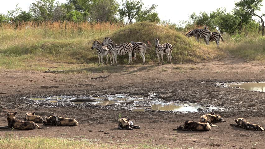 A pack of African wild dogs sleeping next to a muddy pan with zebra watching them. Kruger Park, South Africa.