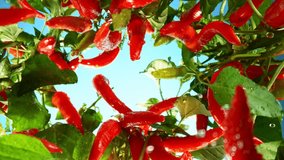 Fresh Chilli Peppers Plants with Camera Motion up in the Air. Blue Sky on Background with Watering Can Throwing Water Drops. Filmed on High Speed Cinema Camera. Camera Placed on High Speed Cine Bot. - Powered by Shutterstock - Get 15% off with code: PIKWIZARD15