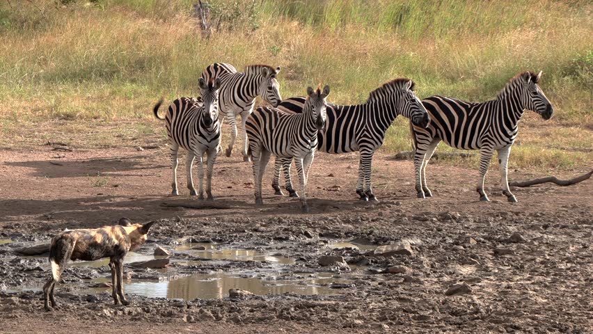 A herd of Zebra watching a lone wild dog at a dry muddy pan with little water.