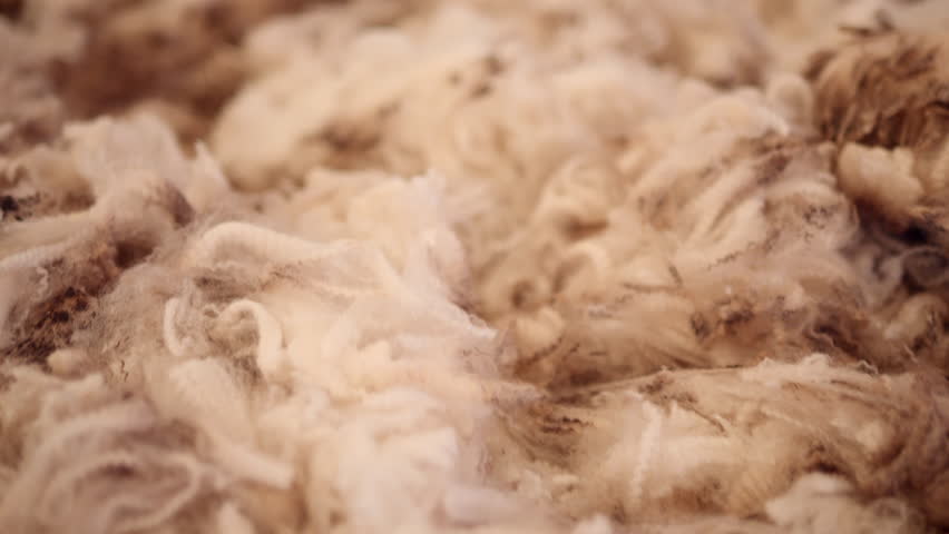 Close Up Sheared Sheep Wool Fleece Fibers On A Table