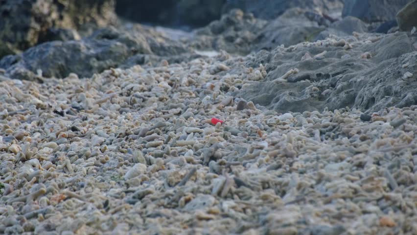 Wide view of hermit crab with bright red plastic cap for shell walking over pieces of dead coral reef washed ashore onto beach