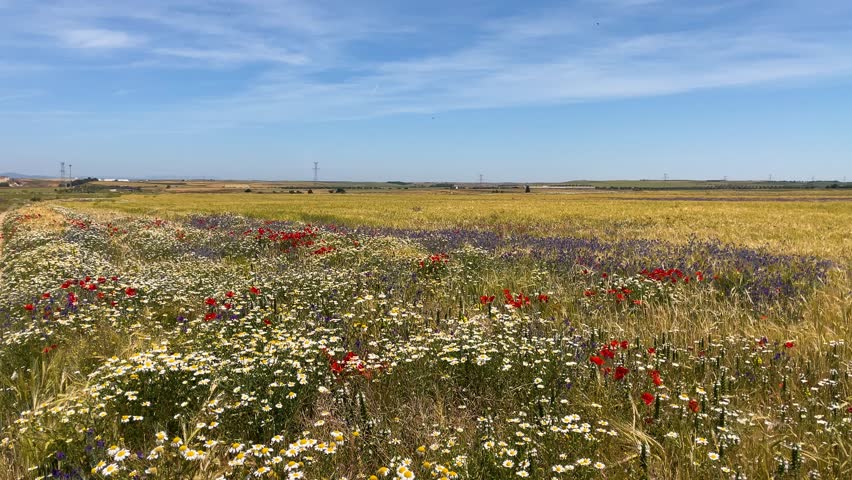 Filming in a cultivated field, we observe a wide variety of flowering plants, daisies, poppies, and other species, we see the flight of a group of white butterflies, and yellow cereals appear.