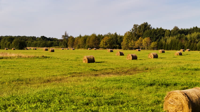 Round Hay Bales Rolled And Scattered Across A Flat Green Pasture, Meadow, Field.