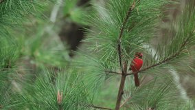 Male cardinal perched in a long leaf pine tree on a breezy early spring day in the woods of North Carolina. - Powered by Shutterstock - Get 15% off with code: PIKWIZARD15