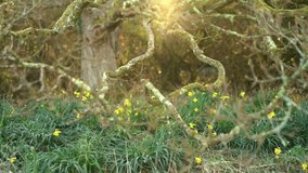 Daffodils under oak tree sunlight streaming through branches - Powered by Shutterstock - Get 15% off with code: PIKWIZARD15