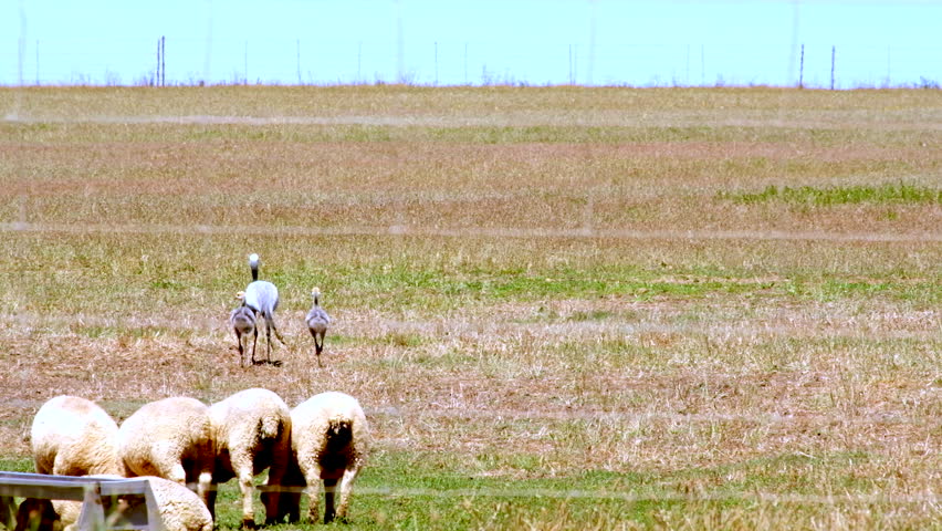 Blue Crane with two chicks walk in farm field near sheep in Overberg