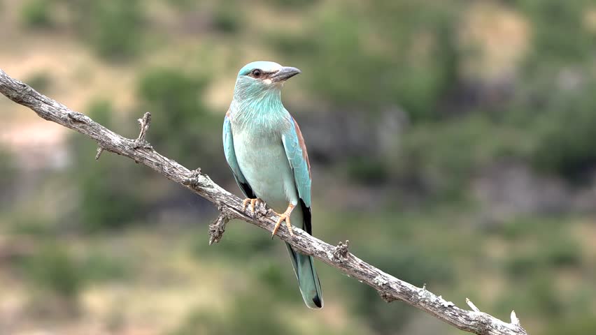 A beautiful European roller bird, Coracias garrulus, is perched on a branch until he suddenly takes off and flies away.