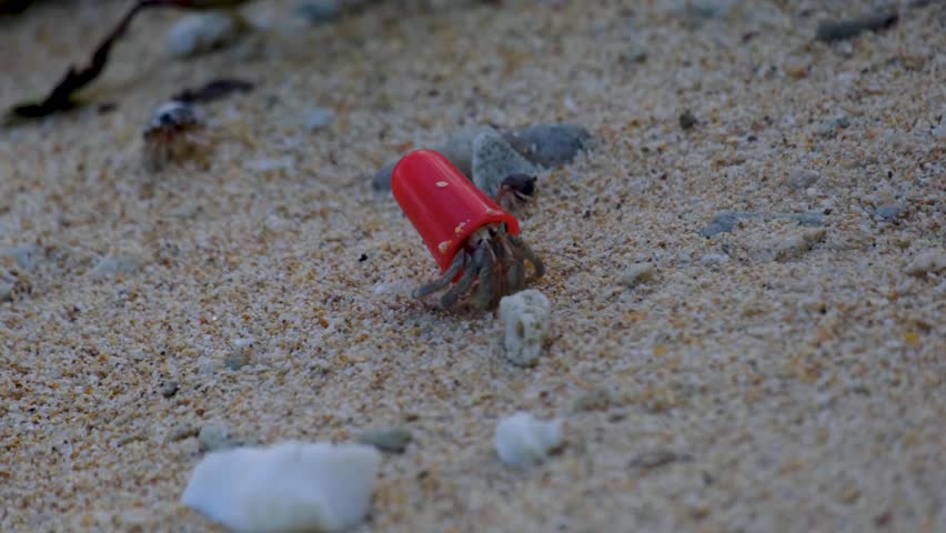 Closeup of hermit crab with bright red plastic shell and other crabs using traditional shells walking over sandy beach