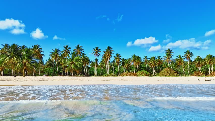 Caribbean sunny sandy island beach with palms. The world