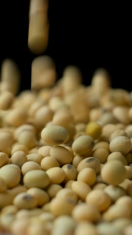 Uncooked Soybean Seeds Pour. Healthy and Nutritious Legumes. Vertical Slow Motion