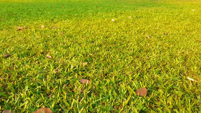Animal bone fragments on the lawn in a public park