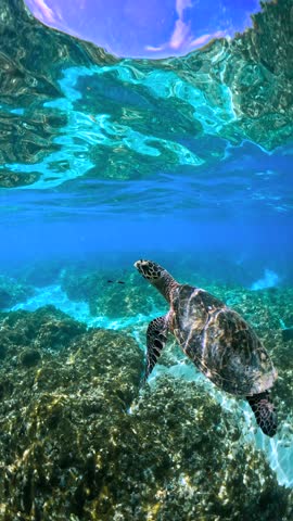 Underwater scene in Thoddoo, Maldives, highlights a turtle gliding over coral reefs with clear blue water above.