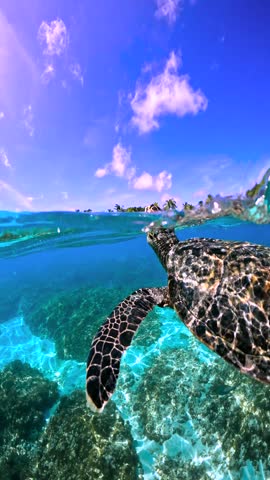 Underwater scene in Thoddoo, Maldives, highlights a turtle gliding over coral reefs with clear blue water above.