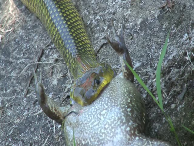 
Water snake feeding on a frog.
Non-venomous snake common in southeastern and southern Brazil
Scientific name: Erythrolamprus miliaris.