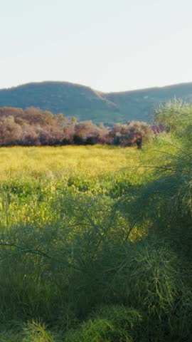 Wild Fennel In Front Of A Peaceful Meadow In Calabria Region In Spring