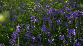 A slow pan of a patch of bluebells on a woodland floor in the UK - Powered by Shutterstock - Get 15% off with code: PIKWIZARD15