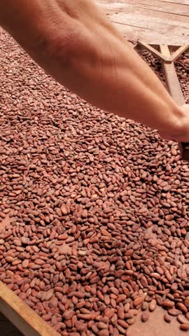 POV Man working use rake to move venezuelan Cocoa beans drying on a wooden platform, Close-up