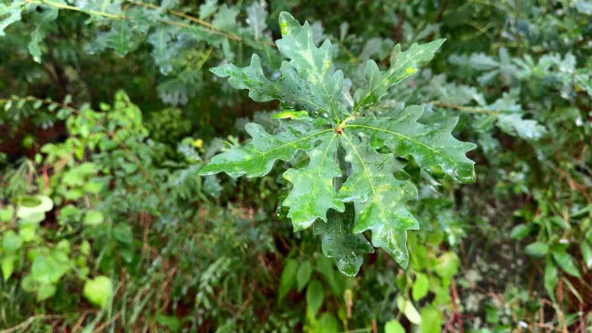 Oak Leaf Shimmering with Raindrops in the Breeze
