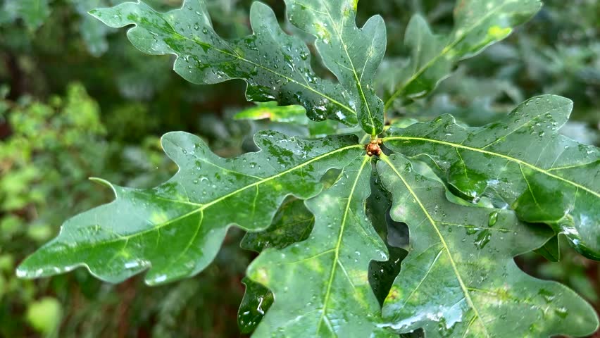 After the Rain: A Lone Oak Leaf Moving with the Wind
