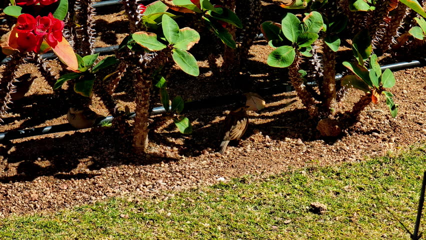 Two small birds search for food beneath thorny succulent plants in a landscaped desert garden. Sharm El-Sheikh, Egypt