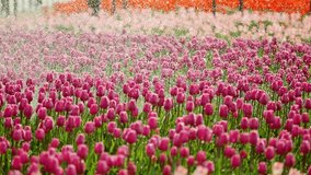 ﻿Watering the tulip fields in the sunlight, colorful tulip flowers with waterdrops in air, 4k slow motion footage, b roll shot. - Powered by Shutterstock - Get 15% off with code: PIKWIZARD15