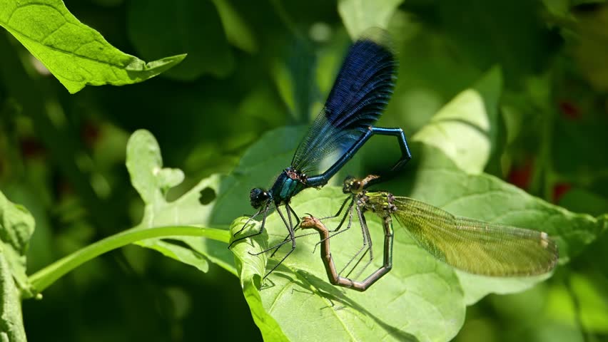 Two Dragonflies making a heart shape.