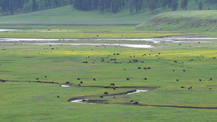 Bison Herd Grazing In The Vast Green Fields Of Lamar Valley; 4K Wildlife Footage In Yellowstone National Park, Wyoming, USA.