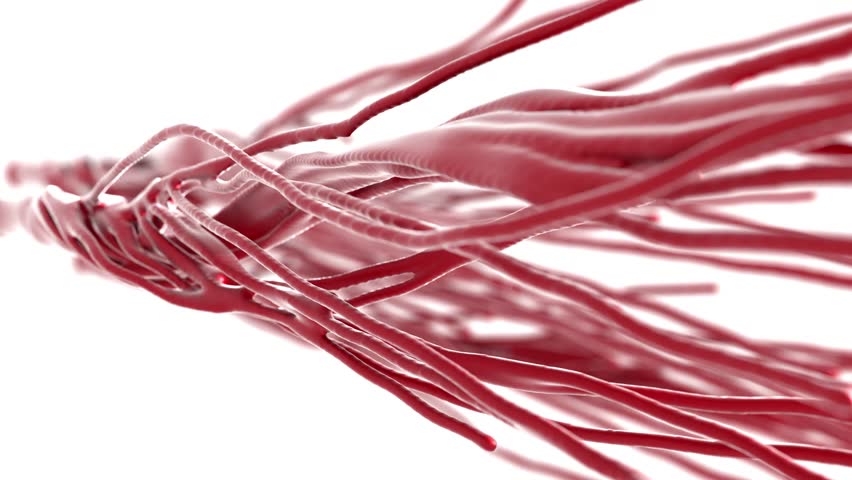 
Muscle fibers become large because they are reached by water particles produced by creatine