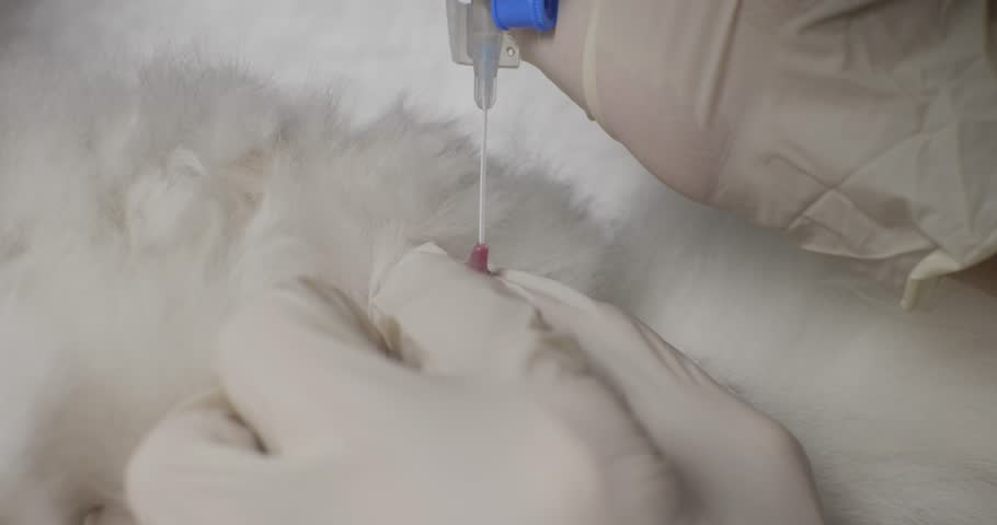 A close-up of a veterinarian's gloved hands skillfully inserting a urinary catheter into a sedated white cat during a medical procedure at a veterinary clinic Inserting a urinary catheter into a cat.