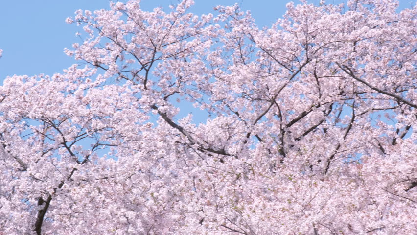Cherry blossom trees in the countryside of Kyoto.
