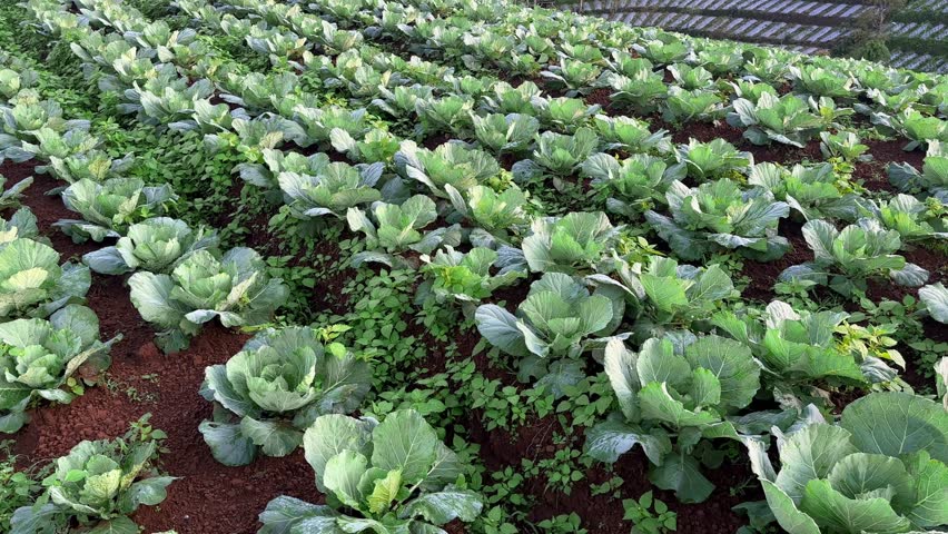 Row of cabbage plant growing in the farmland. fresh beautiful cabbage field.