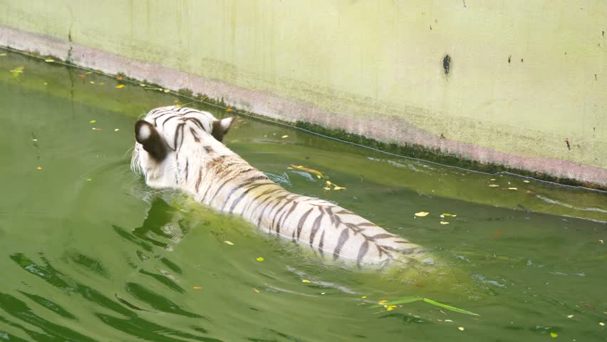 To get a close look at a Bengal tiger swimming in the water