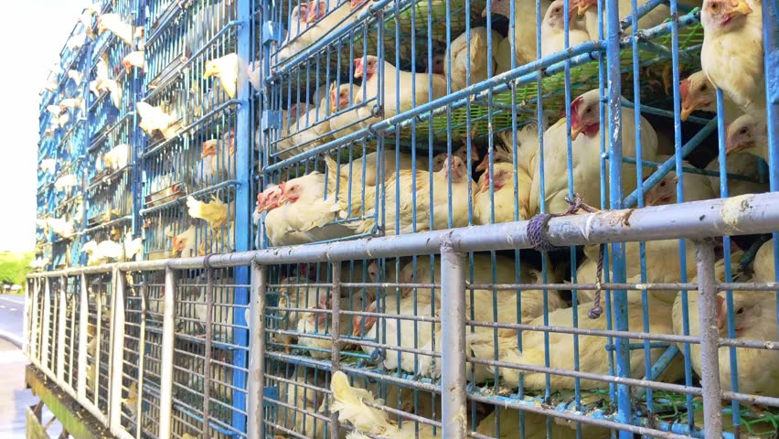 A tightly packed haul of live chickens travels across Philippine roads for commercial meat production, exposing dense loading and rapid transport demands.