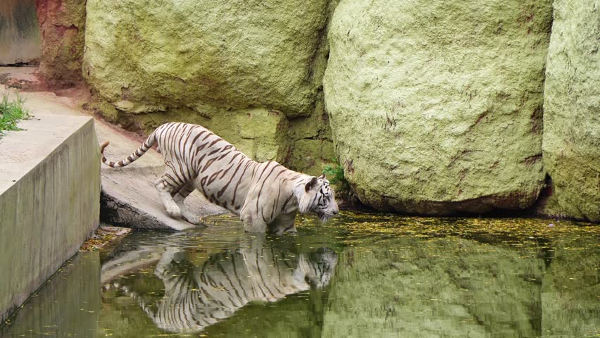 Bengal tiger goes into the water for a swim